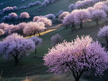 數(shù)九待春歸，亞歐果仁香